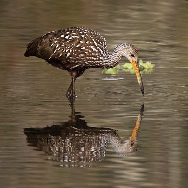 Limpkin © Russ Chantler